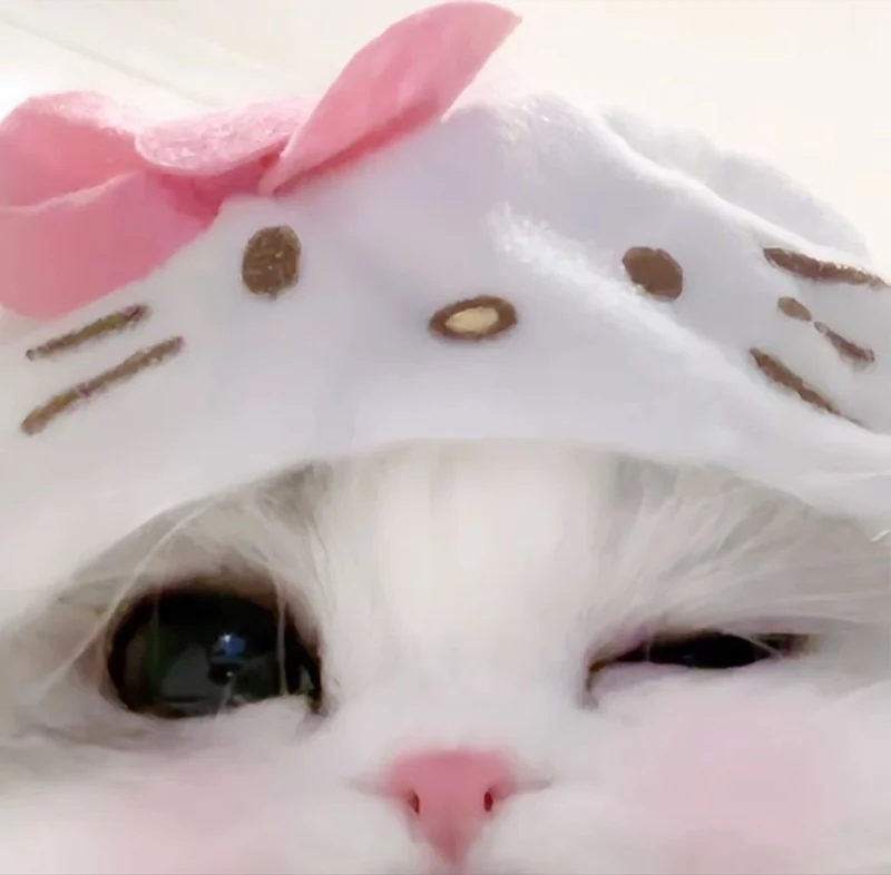 Kittycxxat OnlyFans Profile Kittycxxat OnlyFans cosplay creator